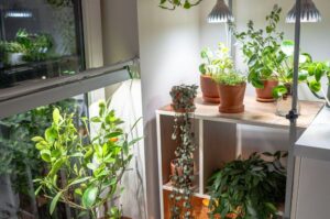 Cultivo Indoor para Iniciantes: O Guia Definitivo (Passo a Passo)